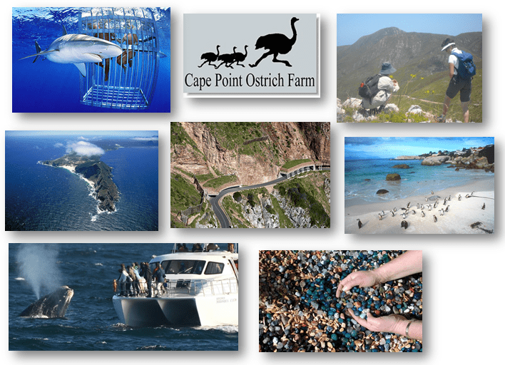 Mariner Guesthouse - holiday accommodation inAttractions. Simon's Town. Luxury guest house, B&B. Cape Town accommodation. mariner guest house, guesthouse, holiday accommodation, bed & breakfast, hotel simons town, bed and breakfast, guest house, self catering accommodation, holiday accommodation cape town, affordable accommodation, luxury affordable accommodation, affordable guest house, bed and breakfast cape town, hotel, self catering accommodation cape town, boulders beach, harbour accommodation, simons town harbour, simons town, cape town, holidays, accommodation, simons town penguins, penguins, beach accommodation, eco friendly accommodation, beach holiday, chapmans peak, scenic drive, noordhoek, hout bay, fish hoek, beach accommodation, sea views, sea view accommodation, sea view guest house, cape peninsula mobile app, cape peninsula, shark diving, whale watching, cape argus accommodation, cape argus cycle tour, two oceans accommodations, two oceans marathon, False bay yacht club, cape point nature reserve, cape point, cape of good hope, simonstown, false bay, false bay accommodation, honeymoon accommodation, honeymoon hotel, conference centre cape town, conference, wedding venue, function venue, wedding simons town, functions, atlantic rail, seal island, deep sea fishing